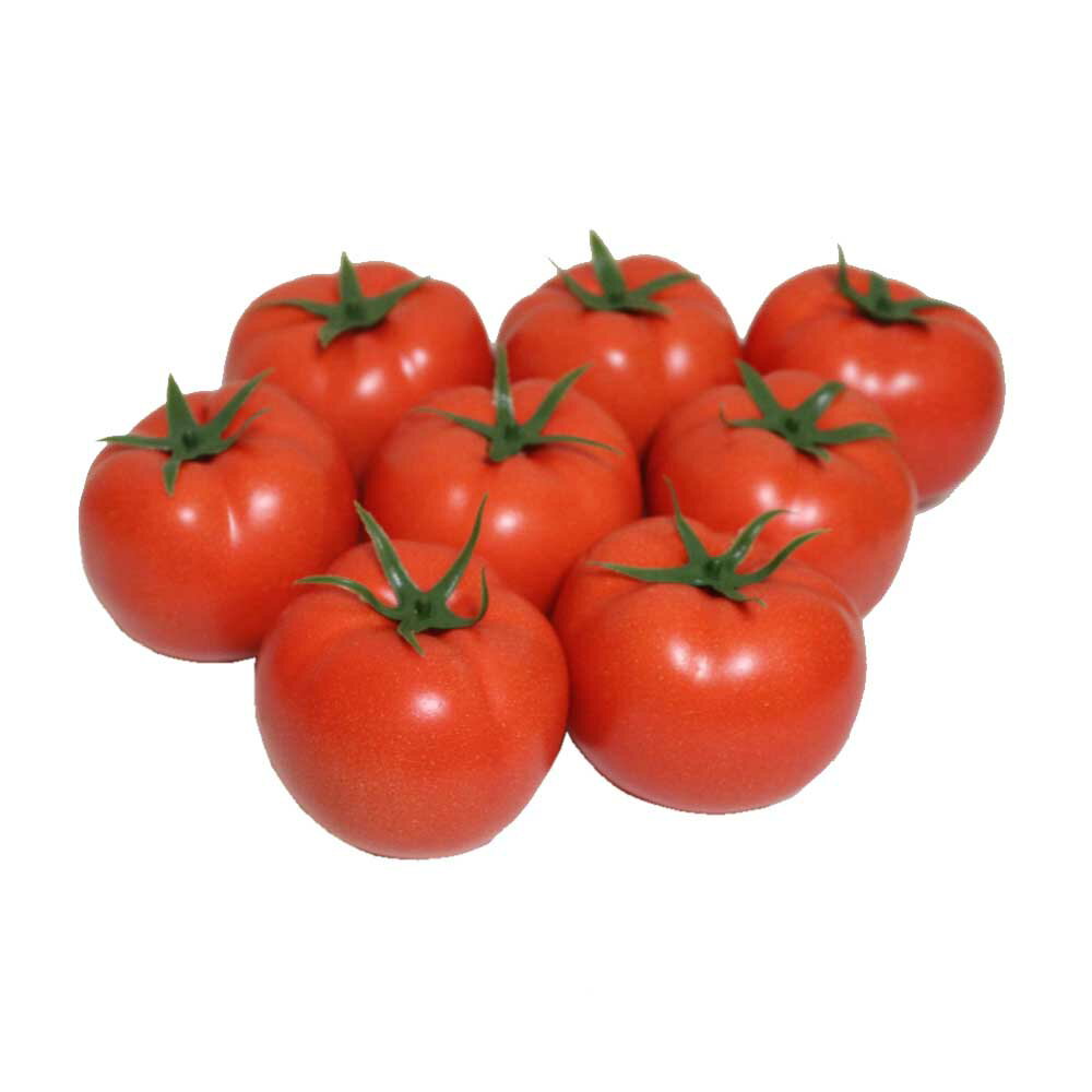 GuCra　グクラ　トマト　模型　大ぶりのサイズ　8個パック　食品サンプル　カラー：レッド大