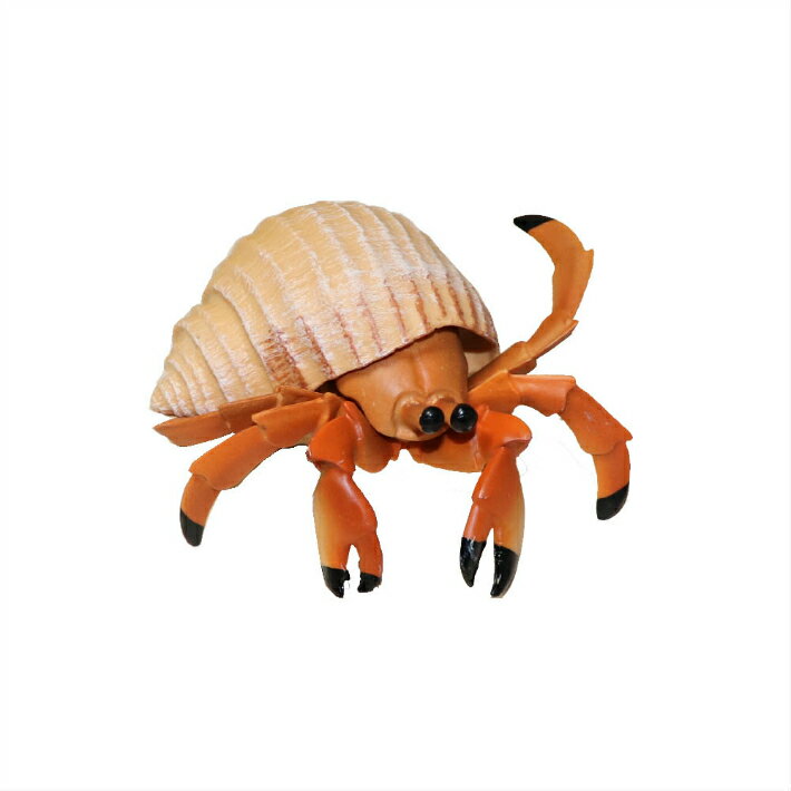 ヤドカリ　魚模型　魚フィギュア faf-c5