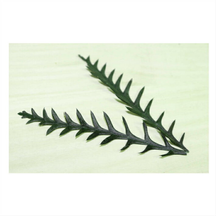 �꡼�� ¤�� �ɥ饤�ե� 24��ѥå� �ǥ����ץ쥤 ����Ĥ� �ǥ��졼�����