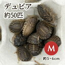 (生餌)デュビア(アルゼンチンモリゴキブリ) Mサイズ (50匹)