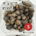 (生餌)デュビア(アルゼンチンモリゴキブリ) Sサイズ (30匹)(4)