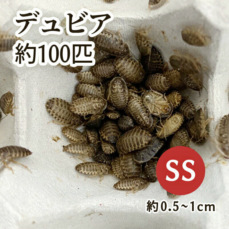 楽天市場】デュビア ssの通販 楽天市場】デュビア ssの通販