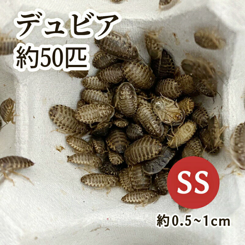 楽天市場】冷凍デュビアの通販 楽天市場】冷凍デュビアの通販