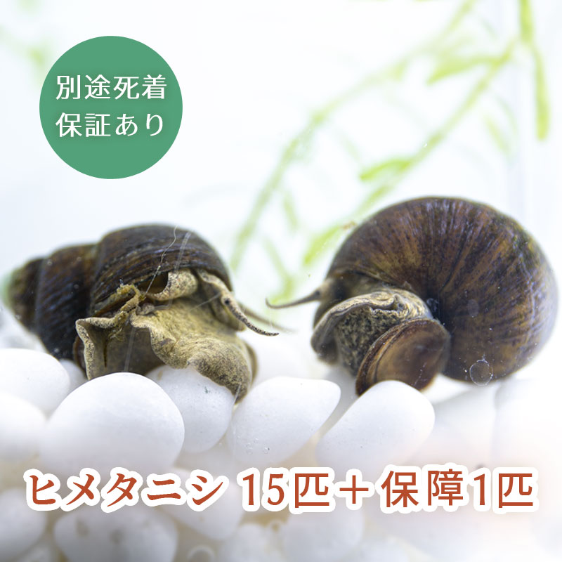 (生体) ヒメタニシ 15匹＋保障1匹 合計16匹 その1