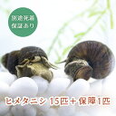(生体) ヒメタニシ 15匹+保障1匹 合計16匹 その1