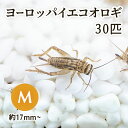 生餌) ヨーロッパイエコオロギ M 約30匹 爬虫類 両生類 大型魚 餌 エサ