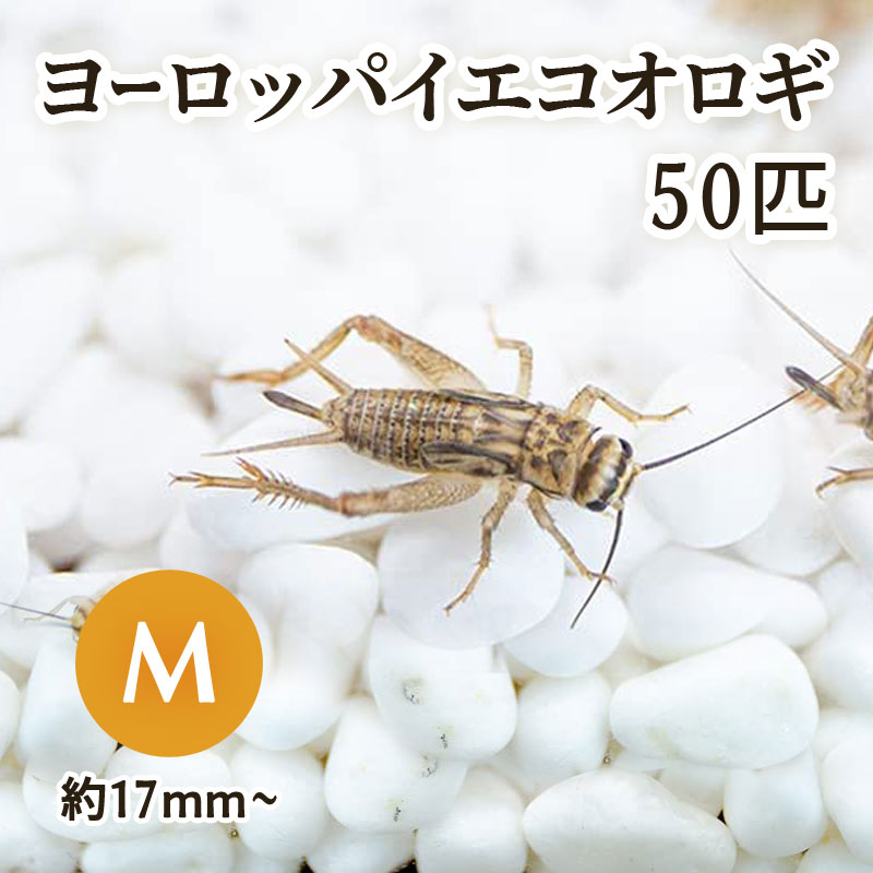 生餌) ヨーロッパイエコオロギ M 約50匹 爬虫類 両生類 大型魚 餌 エサ