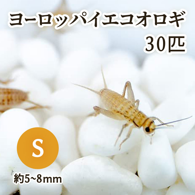 生餌) ヨーロッパイエコオロギ S 約30匹 爬虫類 両生類 大型魚 餌 エサ