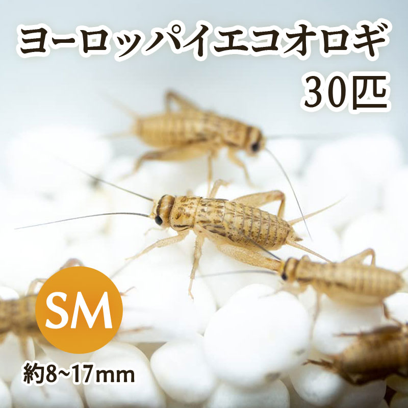 生餌) ヨーロッパイエコオロギ SM 約30匹 爬虫類 両生類 大型魚 餌 エサ