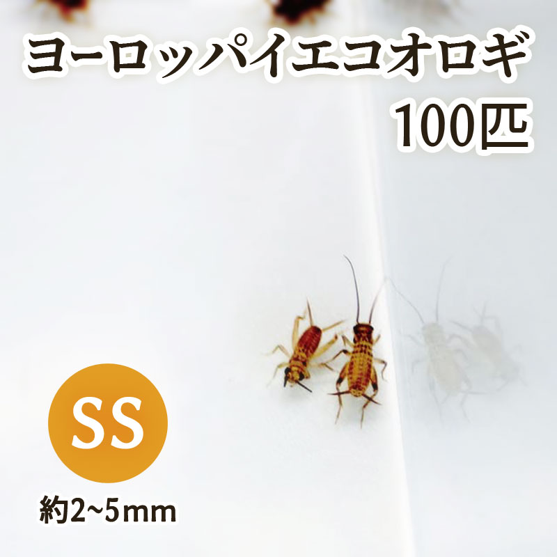 生息地 ヨーロッパ南部原産 商品サイズ SSサイズ（約2~5mm） 0．1gあたり20匹程度 Sサイズ（約5~8mm） 1．0gあたり30〜40匹程度 SMサイズ（約8〜17mm） 10gあたり80〜90匹程度 Mサイズ（約17mm〜羽のあるサイズ） 10gあたり約20〜30匹程度 ※入荷ロットによりグラムあたりの匹数は変動があります。 飼育要件 （※）温度：20〜25度 湿度：50％前後 エサ：葉野菜・根菜・フィッシュフードなど、雑食性。水分切れに注意。 ※…飼育要件は一例です。必ずしもこの環境下であれば飼育・ブリードできることを確約するものではございません。 どんな種類？ヨーロッパ原産のコオロギ。爬虫類・両生類を初めとした多くの動物の生餌として用いられます。 フタホシコオロギと比べて「寿命が長い」「共食いしにくい」などの利点があります。 繁殖孵化後1ヶ月〜1ヶ月半で産卵可能となります。 赤玉土をプリンカップなどに入れて湿らし、飼育容器に入れておくとそこに卵を産み付けます。 特に幼体は水切れに弱く、またただの水入れだと溺れてしまうため、湿らしたウールなどを入れておくと良いでしょう。 栄養価水分 69％ 、灰分 1．5％ 、タンパク質 21％ 、炭水化物 3％ 、脂肪 6％ 、繊維質 3％ カルシウム 21．5mg／100g 、ビタミン 106mg／kg 、Ca：P 0．13：1 ＊北海道、沖縄、2日以上かかる離島には、輸送期間が長いので発送できません。ご了承下さいませ。生息地 ヨーロッパ南部原産 商品サイズ SSサイズ（約2~5mm） 0．1gあたり20匹程度 Sサイズ（約5~8mm） 1．0gあたり30〜40匹程度 SMサイズ（約8〜17mm） 10gあたり80〜90匹程度 Mサイズ（約17mm〜羽のあるサイズ） 10gあたり約20〜30匹程度 ※入荷ロットによりグラムあたりの匹数は変動があります。 飼育要件 （※）温度：20〜25度 湿度：50％前後 エサ：葉野菜・根菜・フィッシュフードなど、雑食性。水分切れに注意。 ※…飼育要件は一例です。必ずしもこの環境下であれば飼育・ブリードできることを確約するものではございません。 どんな種類？ヨーロッパ原産のコオロギ。爬虫類・両生類を初めとした多くの動物の生餌として用いられます。 フタホシコオロギと比べて「寿命が長い」「共食いしにくい」などの利点があります。 繁殖孵化後1ヶ月〜1ヶ月半で産卵可能となります。 赤玉土をプリンカップなどに入れて湿らし、飼育容器に入れておくとそこに卵を産み付けます。 特に幼体は水切れに弱く、またただの水入れだと溺れてしまうため、湿らしたウールなどを入れておくと良いでしょう。 栄養価水分 69％ 、灰分 1．5％ 、タンパク質 21％ 、炭水化物 3％ 、脂肪 6％ 、繊維質 3％ カルシウム 21．5mg／100g 、ビタミン 106mg／kg 、Ca：P 0．13：1 ＊北海道、沖縄、2日以上かかる離島には、輸送期間が長いので発送できません。ご了承下さいませ。