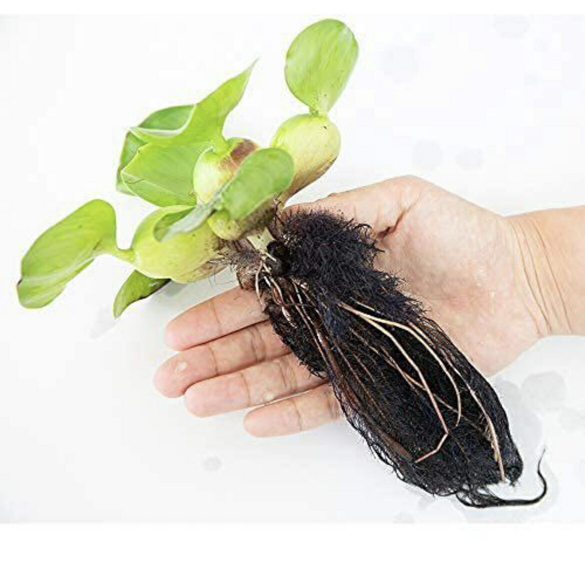 ミズアオイ科（Pontederiaceae）の植物。学名Eichhornia crassipes。 金魚鉢によく浮べられる浮草です。南米大陸原産の浮遊植物。園芸用水生植物として最もその名を知られた植物の一つで、 フロート状に膨らんだ葉柄によって水面に浮かび、観賞価値の高い青紫色の花をつけます。 水質浄化作用があり、根がメダカの産卵床や隠れ家として最適なので、メダカや金魚の繁殖用としてもよく使用されます。 茎を平行に伸ばして増えます。その草姿からホテイアオイの和名が付けられています。 根がメダカの産卵床として最適なのでメダカの繁殖用としてもよく使用されます また、土に根を下ろして成長することも出来、その場合ポンテデリアによく似た草姿となります。 草丈は最大で60cm以上になるなど、一般的に販売されているサイズからは想像し難いほどに大きく成長します。 性質は非常に強健で、強光さえ確保できれば大きく成長し、次々に子株を付けて増殖していきます。 強光が必要なので基本的にはビオトープなどで育成するのが最適です。 室内で育成する場合はメタハラなどが必要です。 耐寒性はないので気温が15度を下回るようになってきたら屋内にいれます。ミズアオイ科（Pontederiaceae）の植物。学名Eichhornia crassipes。 金魚鉢によく浮べられる浮草です。南米大陸原産の浮遊植物。園芸用水生植物として最もその名を知られた植物の一つで、 フロート状に膨らんだ葉柄によって水面に浮かび、観賞価値の高い青紫色の花をつけます。 水質浄化作用があり、根がメダカの産卵床や隠れ家として最適なので、メダカや金魚の繁殖用としてもよく使用されます。 茎を平行に伸ばして増えます。その草姿からホテイアオイの和名が付けられています。 根がメダカの産卵床として最適なのでメダカの繁殖用としてもよく使用されます また、土に根を下ろして成長することも出来、その場合ポンテデリアによく似た草姿となります。 草丈は最大で60cm以上になるなど、一般的に販売されているサイズからは想像し難いほどに大きく成長します。 性質は非常に強健で、強光さえ確保できれば大きく成長し、次々に子株を付けて増殖していきます。 強光が必要なので基本的にはビオトープなどで育成するのが最適です。 室内で育成する場合はメタハラなどが必要です。 耐寒性はないので気温が15度を下回るようになってきたら屋内にいれます。