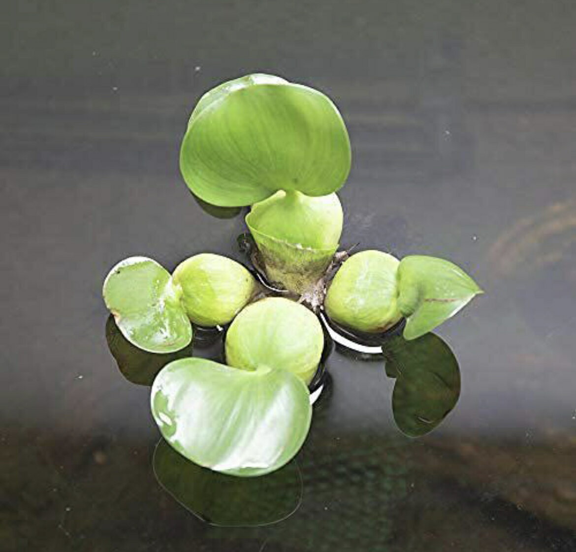 (����) �ۥƥ��� (3��) ���� �⤭�� ����� �� �ӥ��ȡ��� �ۥƥ�������������̵��