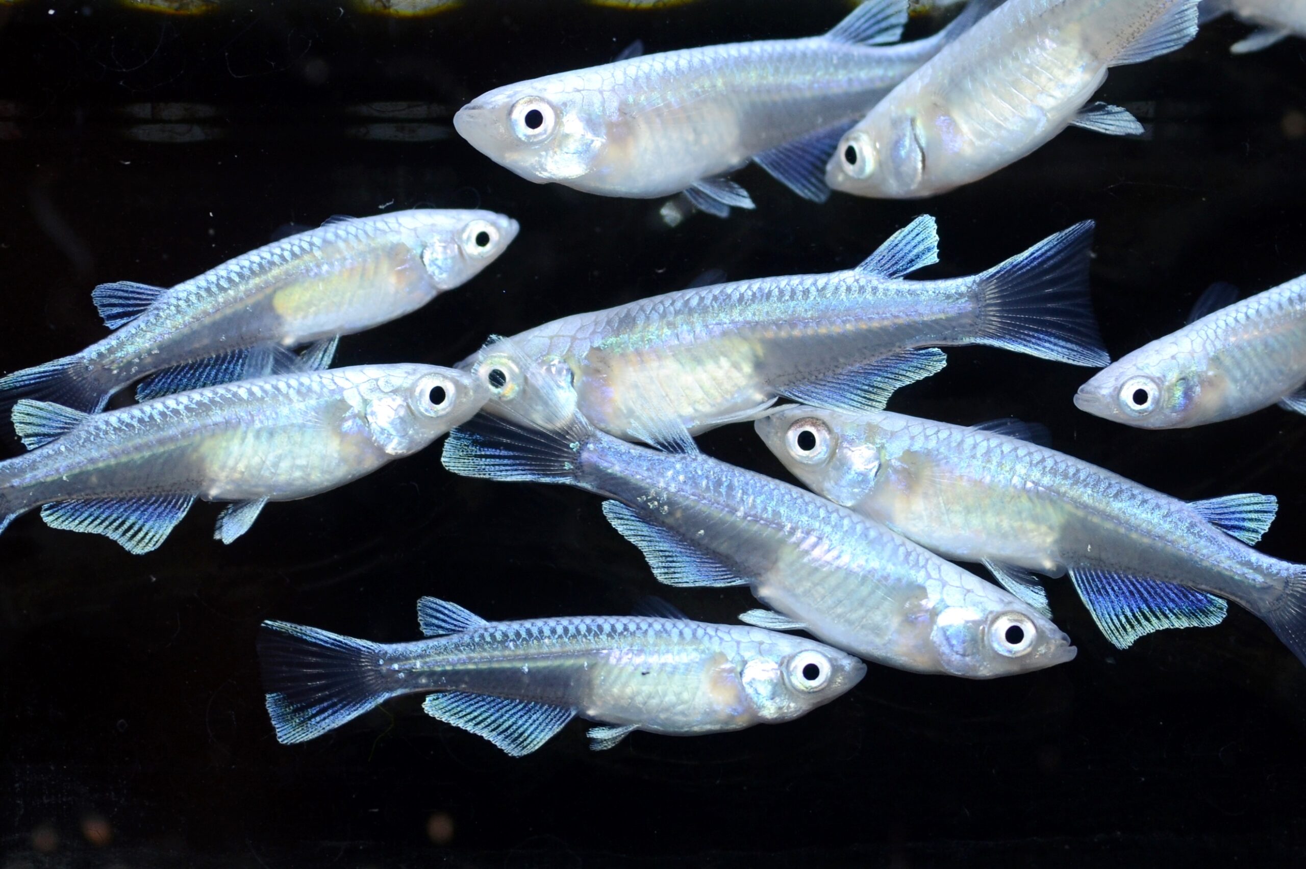 (桜來めだか) スーパー強光幹之めだか 10匹セット みゆきメダカ（送料無料）