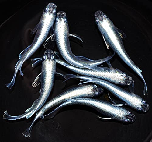 (桜來めだか) 幹之フルボディめだか 20匹セット みゆきメダカ（送料無料）