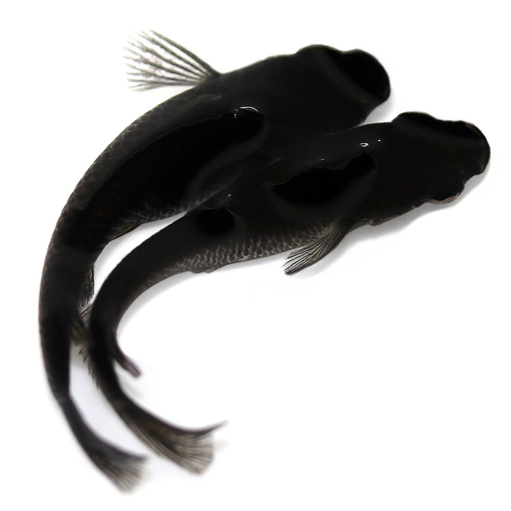 (桜來めだか) オロチめだか SS 稚魚 10匹セット おろちメダカ（送料無料）