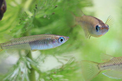 (桜來めだか) 黒めだか 30匹セット クロメダカ（送料無料）