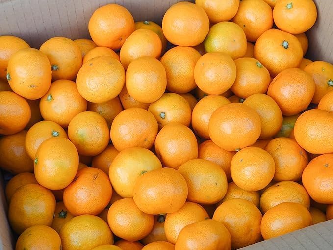 楽天市場】小玉 みかんの通販