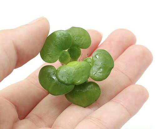 Rakuten - (浮草) ミニホテイ草 (1株) 水草 浮き草 メダカ 国産 ビオトープ ホテイアオイ　送料無料