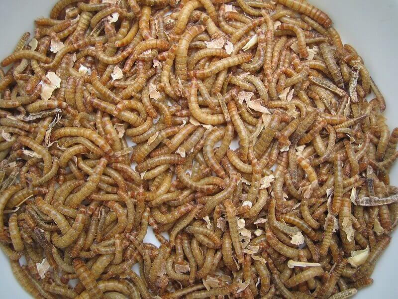 ミルワーム 10g 3カップ 両生爬虫類、鳥類、小動物の餌 送料無料