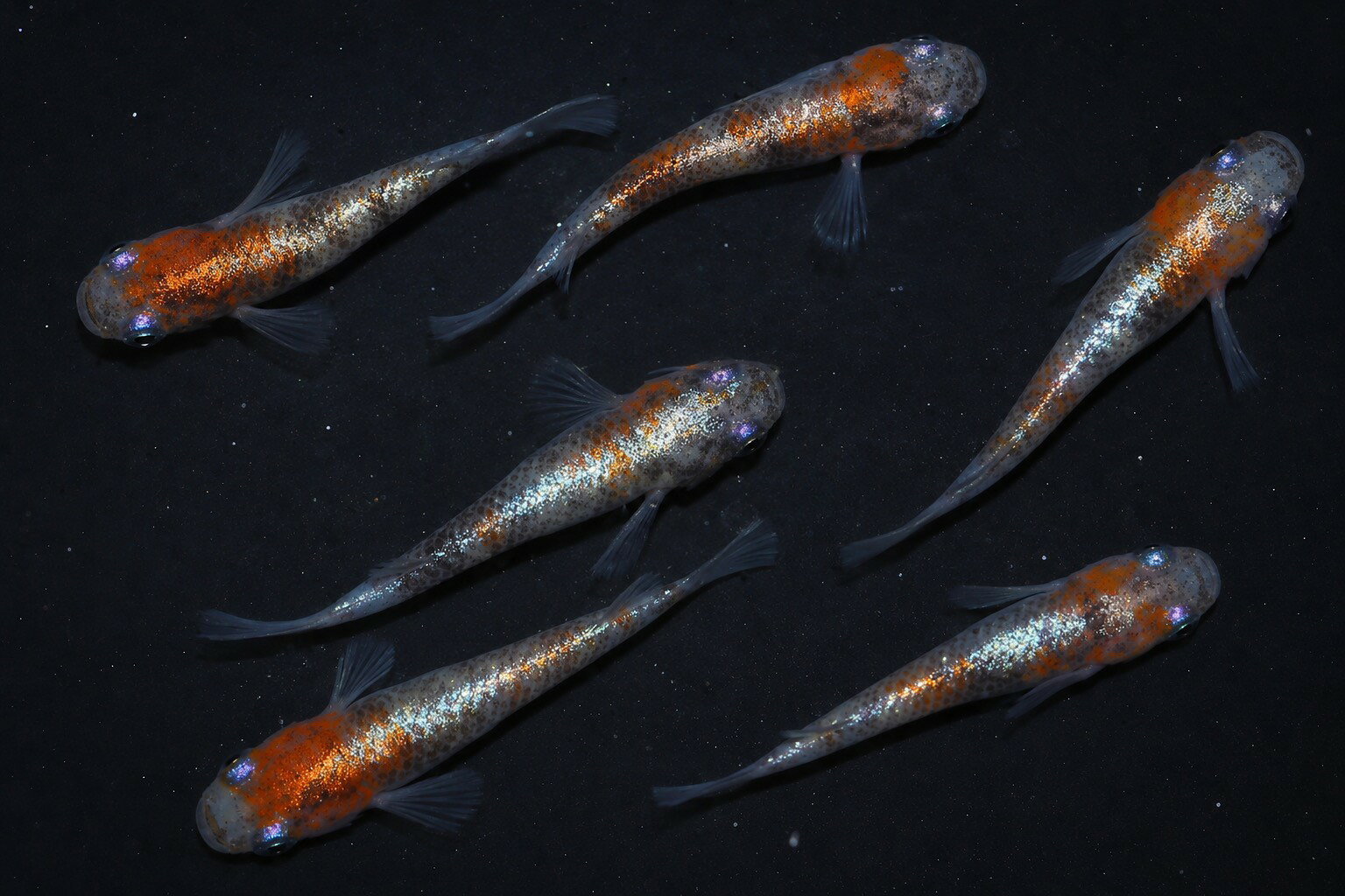 鞠花×オーロララメヒレ長 オーロラ黄ラメヒレ長メダカの、ラメの量