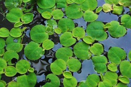 特徴 緑～黄～赤まで多彩な色変化をする浮草です。高温、高光になると赤みを増します。 サイズ 大小混合 　※季節や在庫状況によりサイズは若干異なります。 注意書き モニターの発色の具合によって実際のものと色が異なって見える場合もございます。 ご了承ください。特徴 緑～黄～赤まで多彩な色変化をする浮草です。高温、高光になると赤みを増します。 サイズ 大小混合 　※季節や在庫状況によりサイズは若干異なります。 注意書き モニターの発色の具合によって実際のものと色が異なって見える場合もございます。 ご了承ください。