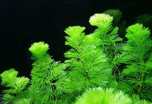 (水草) 国産 カモンバ (20本) 金魚藻 無害虫 メダカ アクアリウム 無農薬 カボンバ