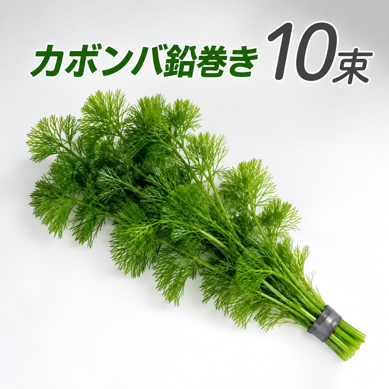 (水草) 国産 カモンバ 鉛巻き(10本) 金魚藻 無害虫 メダカ アクアリウム 無農薬 カ...