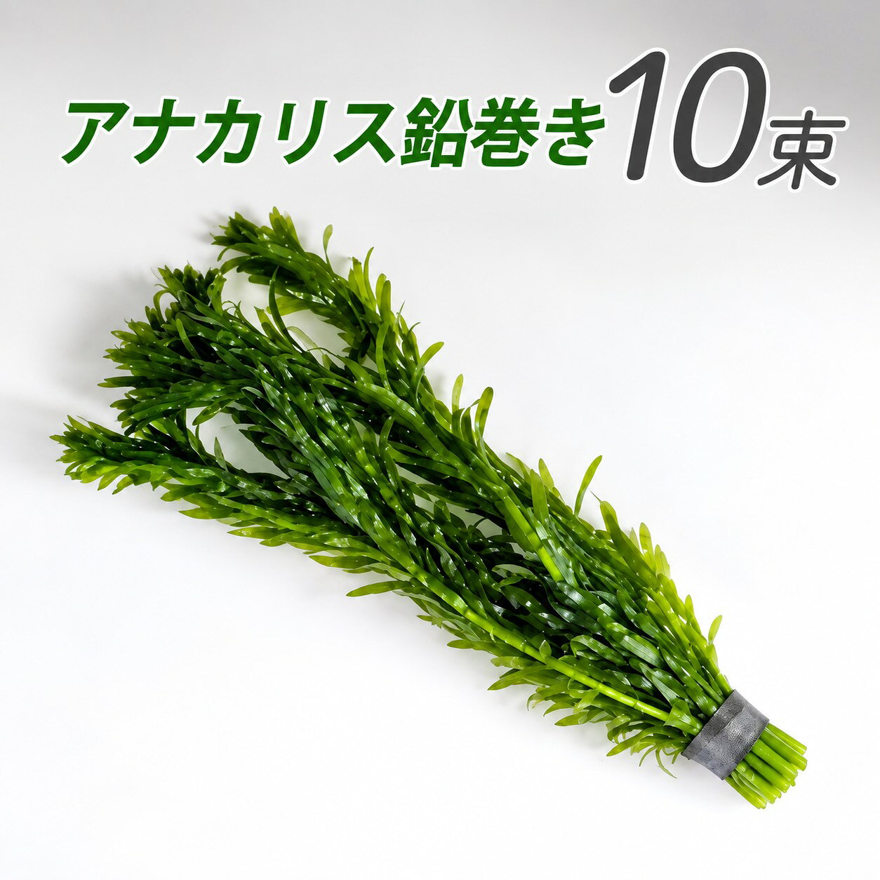 (水草) 国産 アナカリス鉛巻き (10本)メダカ・金魚藻