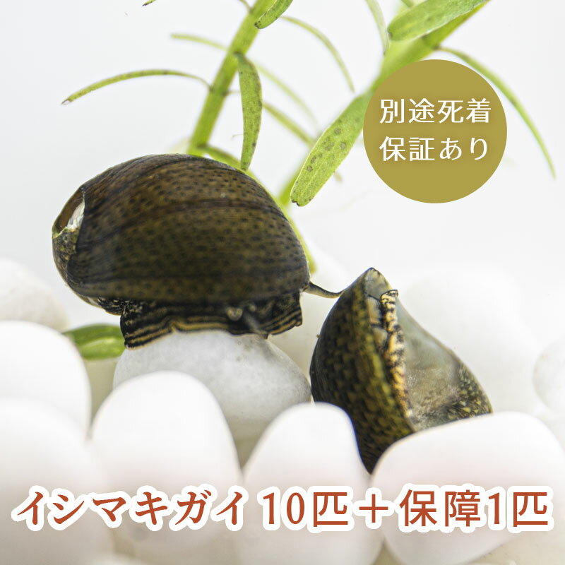 (生体) 石巻貝 イシマキガイ 10匹＋保障1匹 合計11匹