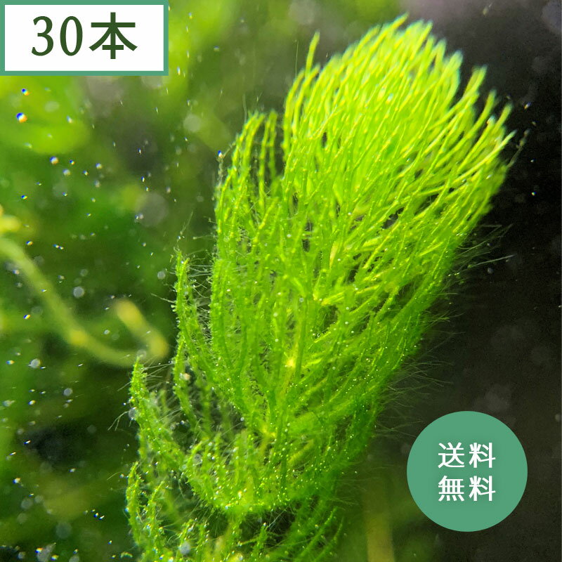 (水草) 国産 マツモ (30本)メダカ・金魚藻 鑑賞 水景 アクアリウム 無農薬 天然