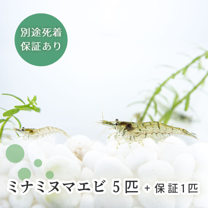 ミナミヌマエビ5匹+保障1匹+アナ...