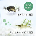 (生体) ミナミヌマエビ 10匹+ヒメタニシ 5匹 コケ対策