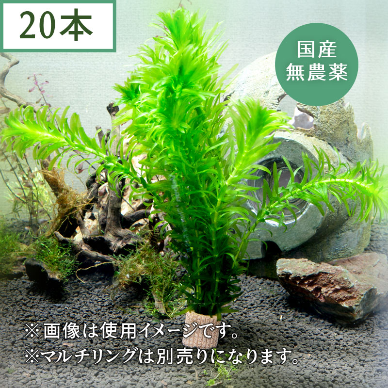 葉っぱの枯れや傷みが多少ある場合が御座います。また、細めの草体での出荷となる場合が御座います。 輸入品に比べ、葉が大きい国産品です。日本の水質等にも慣れているため、成長も早く上質です。 ＊残留農薬が付着している可能性がございますのでエビ等の水槽にご使用される際はご注意ください。葉っぱの枯れや傷みが多少ある場合が御座います。また、細めの草体での出荷となる場合が御座います。 輸入品に比べ、葉が大きい国産品です。日本の水質等にも慣れているため、成長も早く上質です。 ＊残留農薬が付着している可能性がございますのでエビ等の水槽にご使用される際はご注意ください。