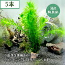 国産 アナカリス (5本)