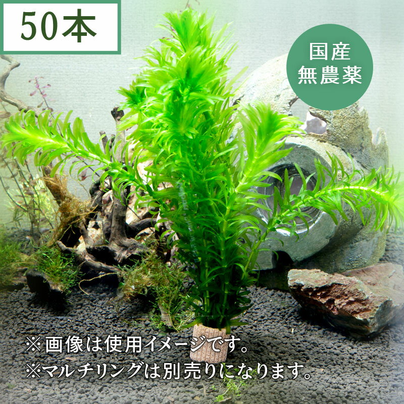 (水草) 国産 アナカリス (50本)メダカ・金魚藻