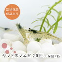 ヤマトヌマエビ 20匹+保障2匹 合計22匹