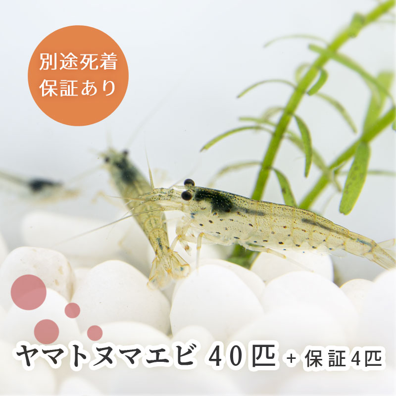 (生体) ヤマトヌマエビ 40匹＋保障4匹 合計44匹 ※雌雄サイズ指定不可