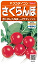 最安値挑戦中 サカタ さくらんぼ 実咲 廿日大根 ハツカダイコン はつかだいこん 種子 種 たね タネ 野菜種 野菜 家庭菜園