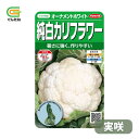 最安値挑戦中 サカタ オーナメントホワイト 純白カリフラワー カリフラワー 実咲 野菜 野菜種 種子 種 たね タネ 家庭菜園 育てやすい