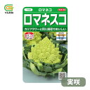 最安値挑戦中 サカタ ロマネコ ロマネスコ 実咲 野菜 野菜種 種子 種 たね タネ 家庭菜園 育てやすい