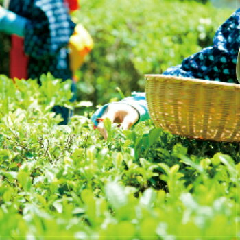[特上くき茶 200g] くき茶 深蒸茶 深むし茶 くき茶 玉緑茶 日本茶 緑茶 煎茶 静岡茶 お茶 茶 3