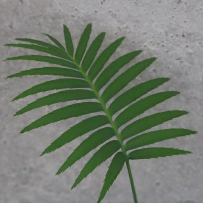 楽天市場】ソテツ ディオーンの通販