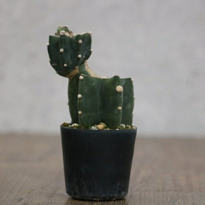 Rakuten - ハシラサボテンAタイプ 鬼面角 ブランチ仕立て 2寸硬質ポット 高さ鉢底から約13.5cm 1点物 多肉植物 希少 個性的 スタイリッシュ インテリアグリーン ロックガーデン グリグラ