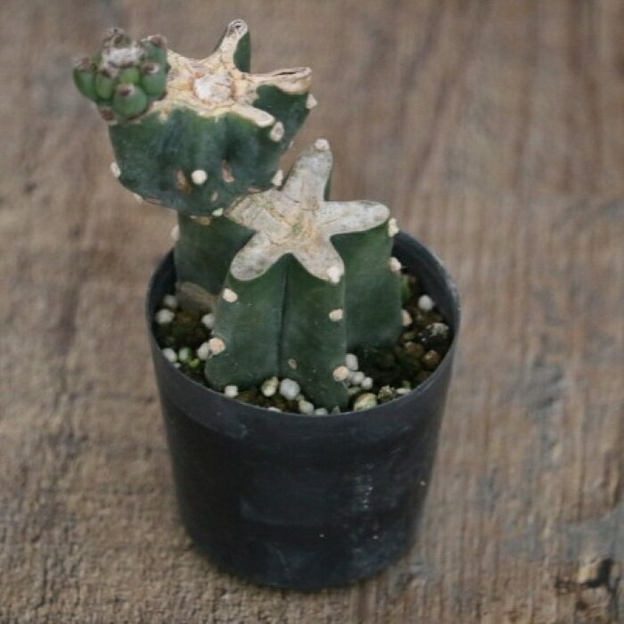 Rakuten - ハシラサボテンCタイプ 鬼面角 ブランチ仕立て 2寸硬質ポット 高さ鉢底から約12.5cm 1点物 多肉植物 希少 個性的 スタイリッシュ インテリアグリーン ロックガーデン グリグラ