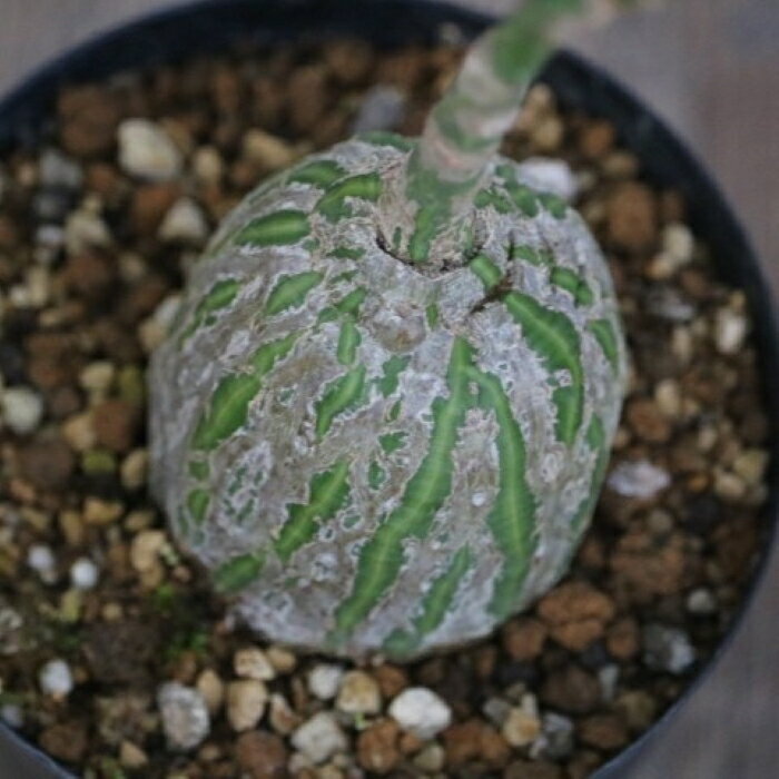 楽天市場】ボンバックス（観葉植物｜花・観葉植物）：花・ガーデン