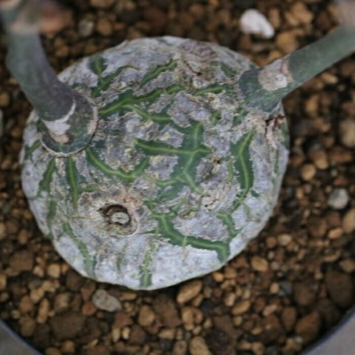 楽天市場】ボンバックス（観葉植物｜花・観葉植物）：花・ガーデン