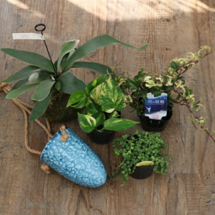 届いてすぐ飾れる！観葉植物5点セッ...