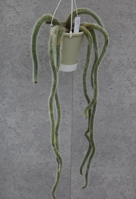 Rakuten - ヒモサボテン「ヒルデウィンテラ」Bタイプ 5号吊り鉢 土の上から約75cm アウレイスピナ 多肉植物 観葉植物 珍しい しっぽ サボテン 室内