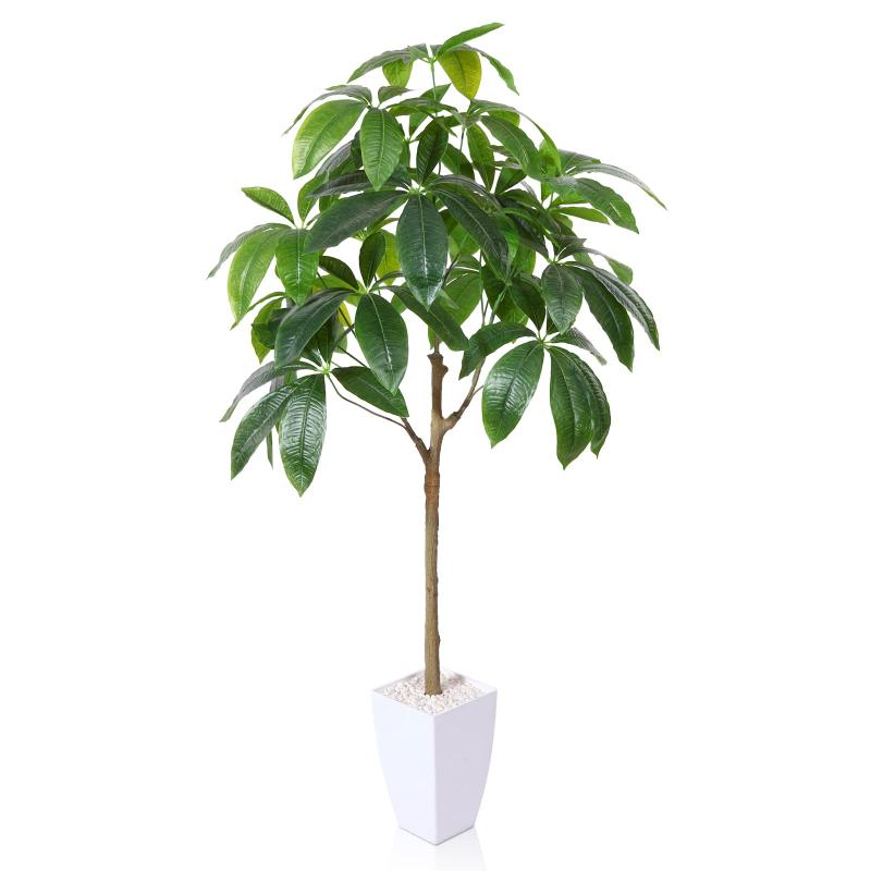 楽天市場】観葉植物 パキラ(キッチン用品・食器・調理器具)の通販 楽天市場】観葉植物 パキラ(キッチン用品・食器・調理器具)の通販