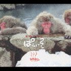 Rakuten - マチルダロドリゲス / ホテルぱらいそ [CD]